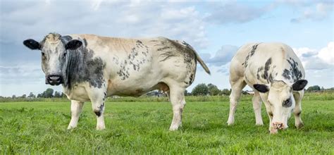 belgian blue cattle guide info facts