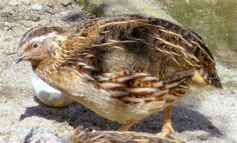 Перепел | это... Что такое Перепел?