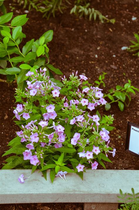 Garden Phlox (Phlox paniculata) — Wild Blue Phlox (Phlox Divaracata