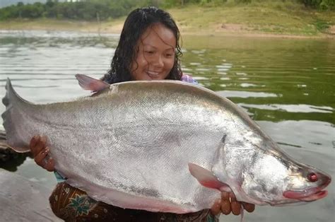 Intip Fakta Kepunahan Ikan Asli Indonesia Belida Lopis Yang Ditemukan