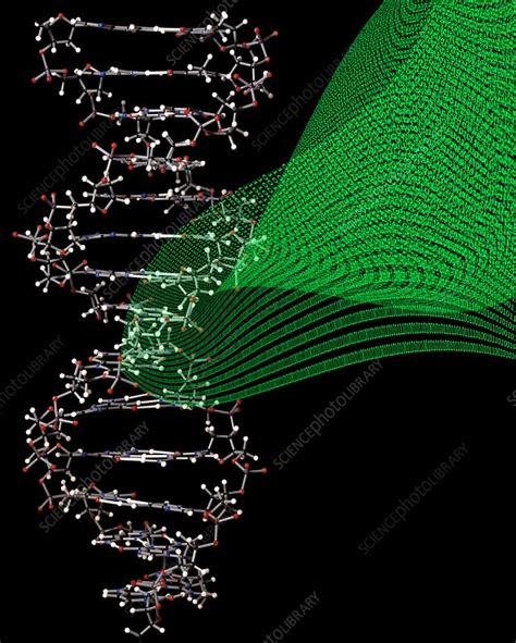 Dna Storage Conceptual Image Stock Image C Science Photo