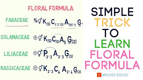 Floral Formula For Neet Aiims Aipmt Jipmer Youtube