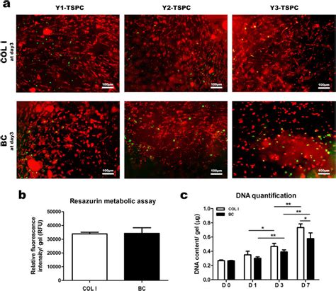 Cell Apoptosis And Proliferation Assays A Representative Jc 1