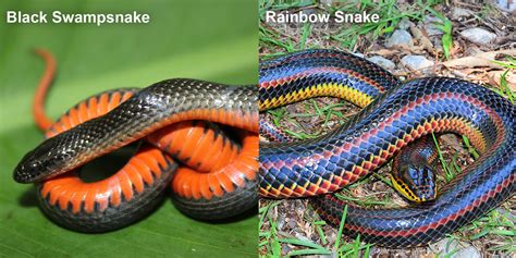 Rainbow Snake – Florida Snake ID Guide