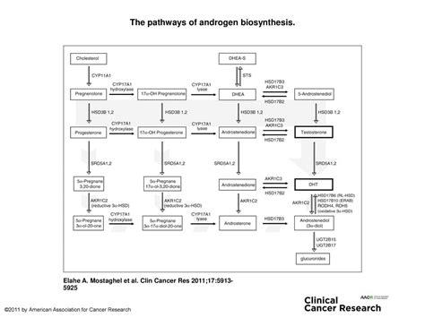 The Pathways Of Androgen Biosynthesis Ppt Download