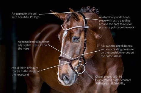 Tack Anatomical Bridles Equestri Online Tack Shop