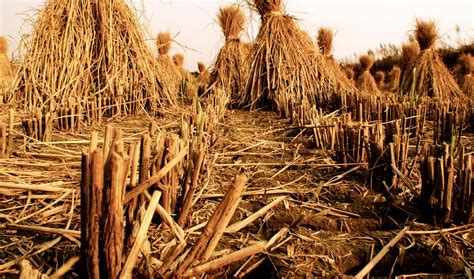 Rice Field Harvest Photograph by Jarett Boskovich - Pixels