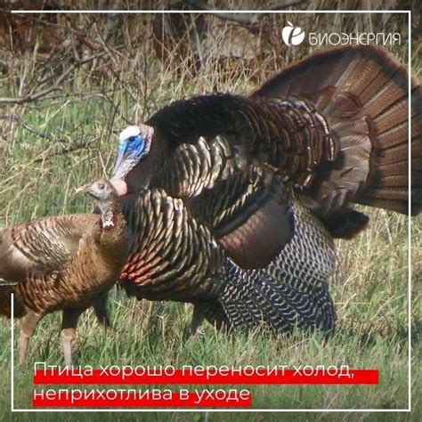Северокавказская бронзовая индейка | Северокавказская бронзовая индейка ...