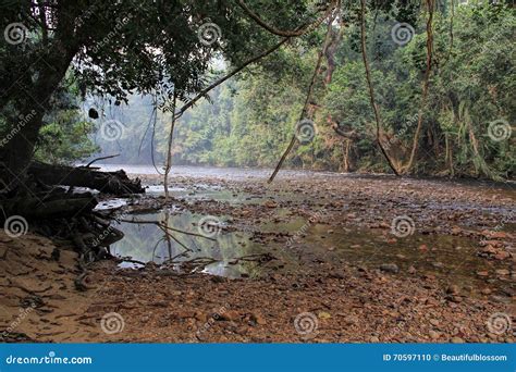 Tropical Rainforest Landscape Taman Negara Pahang Malaysia Stock Photo