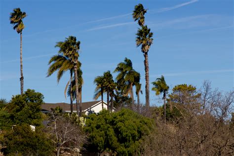 Thousand Oaks California House With Tall Palm Trees Seen From The