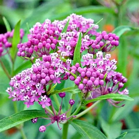 B Bor Selyemk R Asclepias Incarnata Cinderella Szem