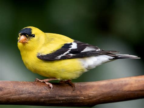 What does an American goldfinch eat? Where do they live?
