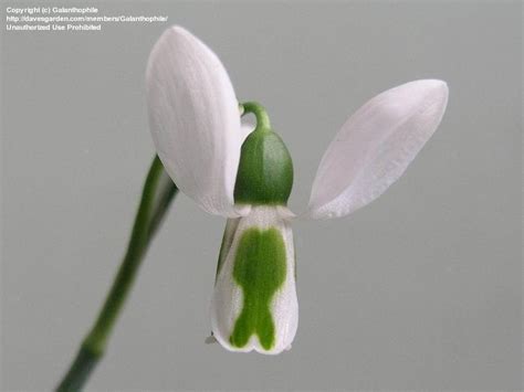 PlantFiles Pictures Galanthus Species Elwes S Snowdrop Giant