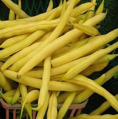 Gold Rush Yellow Snap Bean Seeds