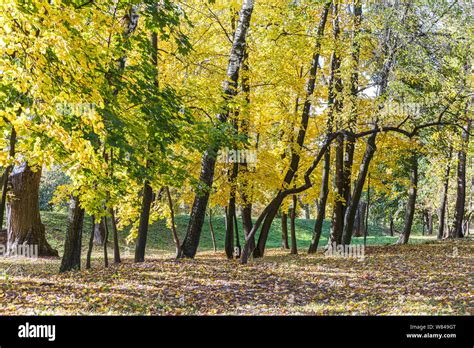 View Of Park Trees With Bright Gold Foliage Park In Autumn Natural