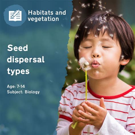 Seed Dispersal Types Outdoor Lesson Idea By Learning Through Landscape