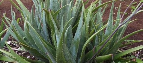 La sábila Aloe vera Asphodelaceae MundoForestal