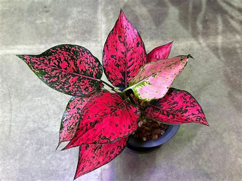 Yahoo V Plants Aglaonema Kamkoon Majenta