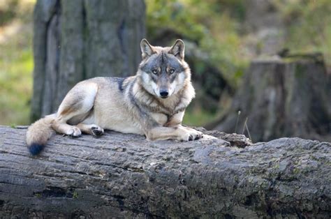 Truth In Whether You Can Tame Wolves Mystart