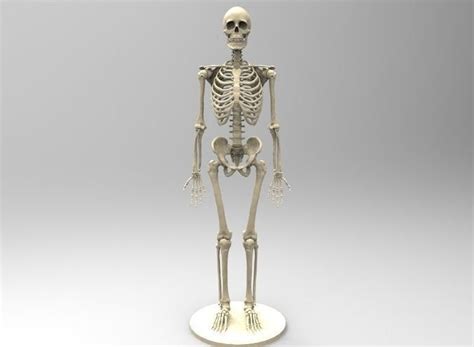 Human Skeleton 3d Print Model Human Skeleton 3d Print Models