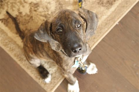 Baby Plott Hound Plott Hound Puppy Kennel Puppy Photo