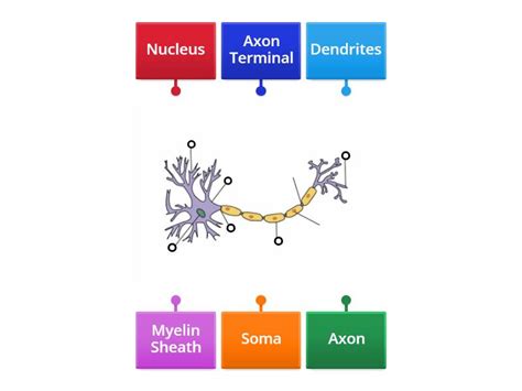 neuron labels labelled diagram