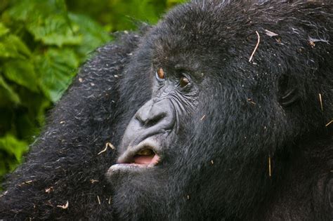 Создать мем "грустная горилла, bwindi gorilla, горная горилла ...
