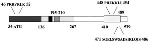 Schematic Representation Of Irf Structural And Func Tional Domains