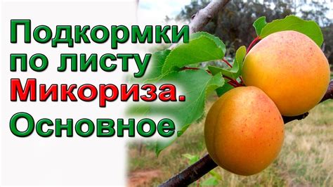 Томаты и др. Подкормки по листу, микориза. Основное. - YouTube