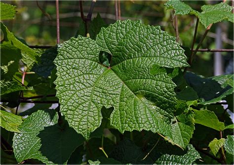 Vitis amurensis - Изображение особи - Плантариум