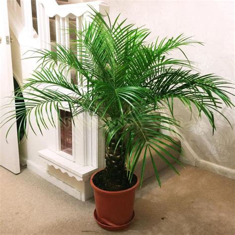 Популярные виды домашних пальм :: SYL.ru
