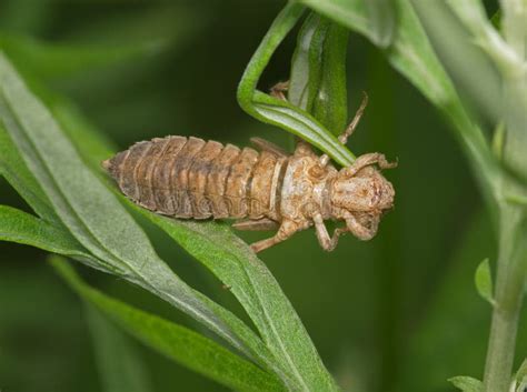 Caso Della Larva Della Libellula Immagine Stock Immagine Di Emerso