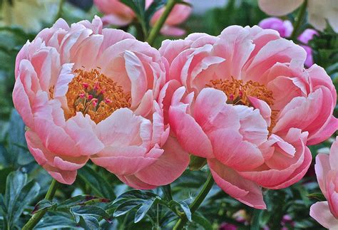 Coral Duo Peonies Photograph by Janis Senungetuk - Fine Art America