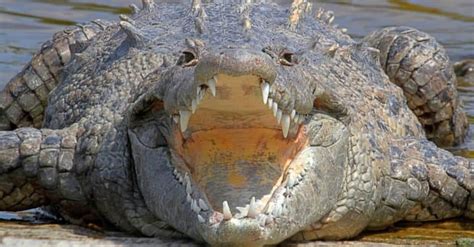 Crocodile Speed: How Fast Can Crocodiles Run? - A-Z Animals