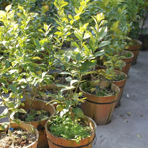 fruits kannonyama fruit garden