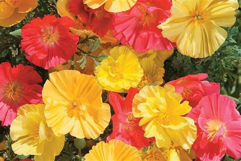 Цветок Эшшольция: фото, выращивание, посадка и уход