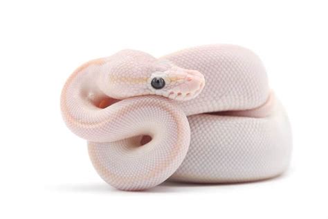 stunning ball python morphs  favorite types