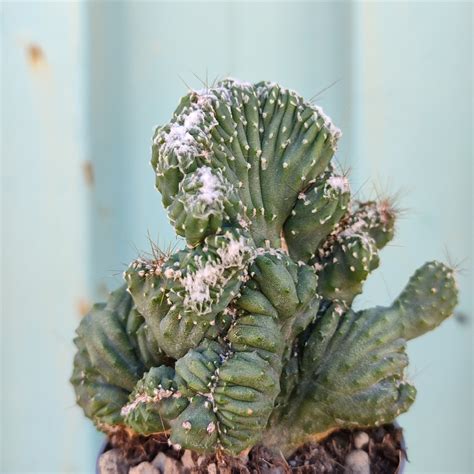 Cereus Peruvianus F Monster Crested Giromagi Cactus And Succulents