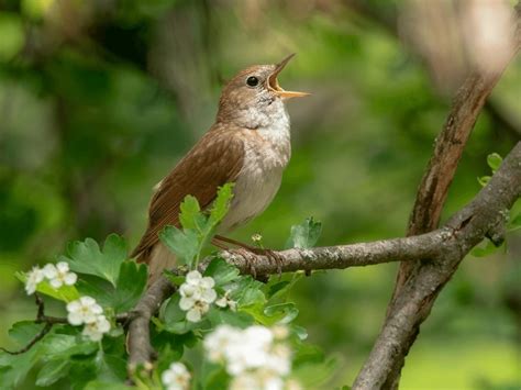 Common Nightingale Facts - CRITTERFACTS