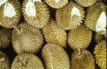 Durian | Postharvest Research and Extension Center