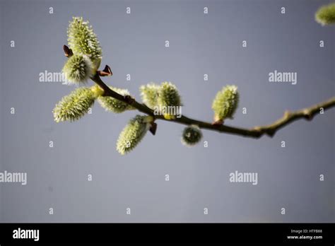 Pussy Willow Branches Stock Photo Alamy