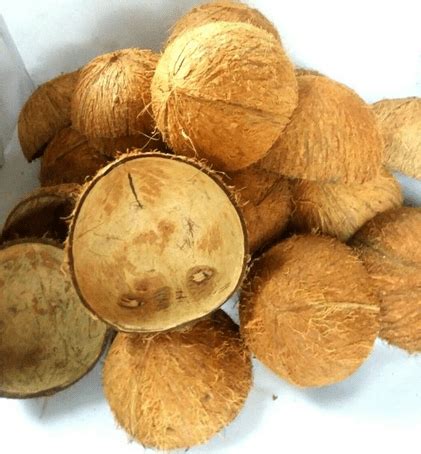 Coconut husk: How to husk a coconut and what is it used for?