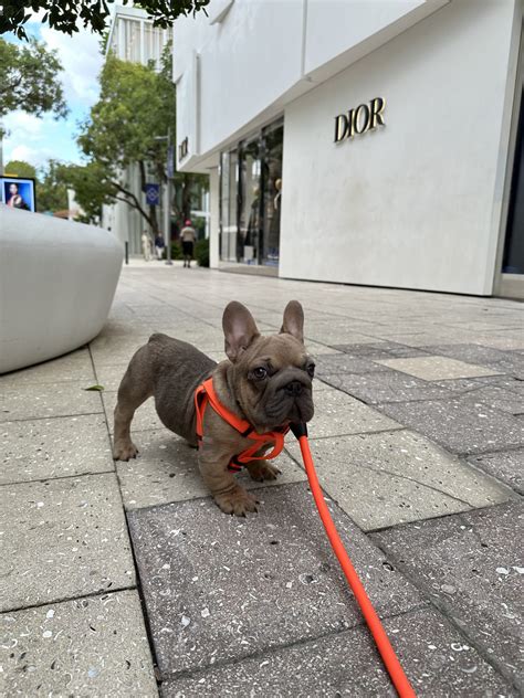 French bulldog big rope C2 carrier male available - Master Bulldogs Miami