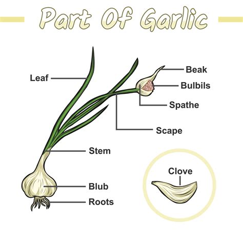 how do you cut a garlic bulb 5