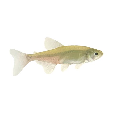 Green Fire Tetra - Sustainable Aquatics