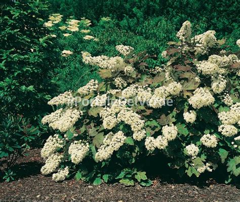 Hydrangea Quercifolia Snow Queen® Brido