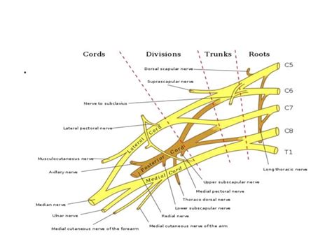 Anatomy of ulnar Nerve (Ulnar Nerve Anatomy)