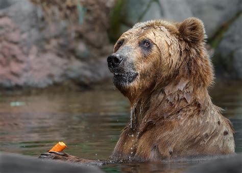 Premium Photo | Kamchatka brown bear