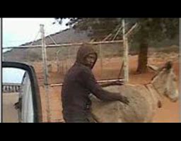 Man Caught Having Sex With A Donkey