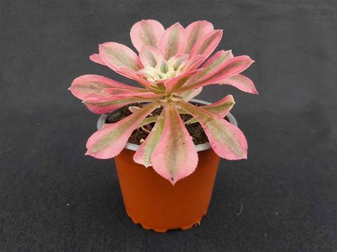Aeonium 'Pink Witch' - Variegated Succulent with Pink Leaves ...
